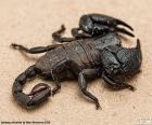 Император Скорпион, является родным для тропических лесов и саванн в Африке. Это один из крупнейших scorpions в мире, его тело черный
